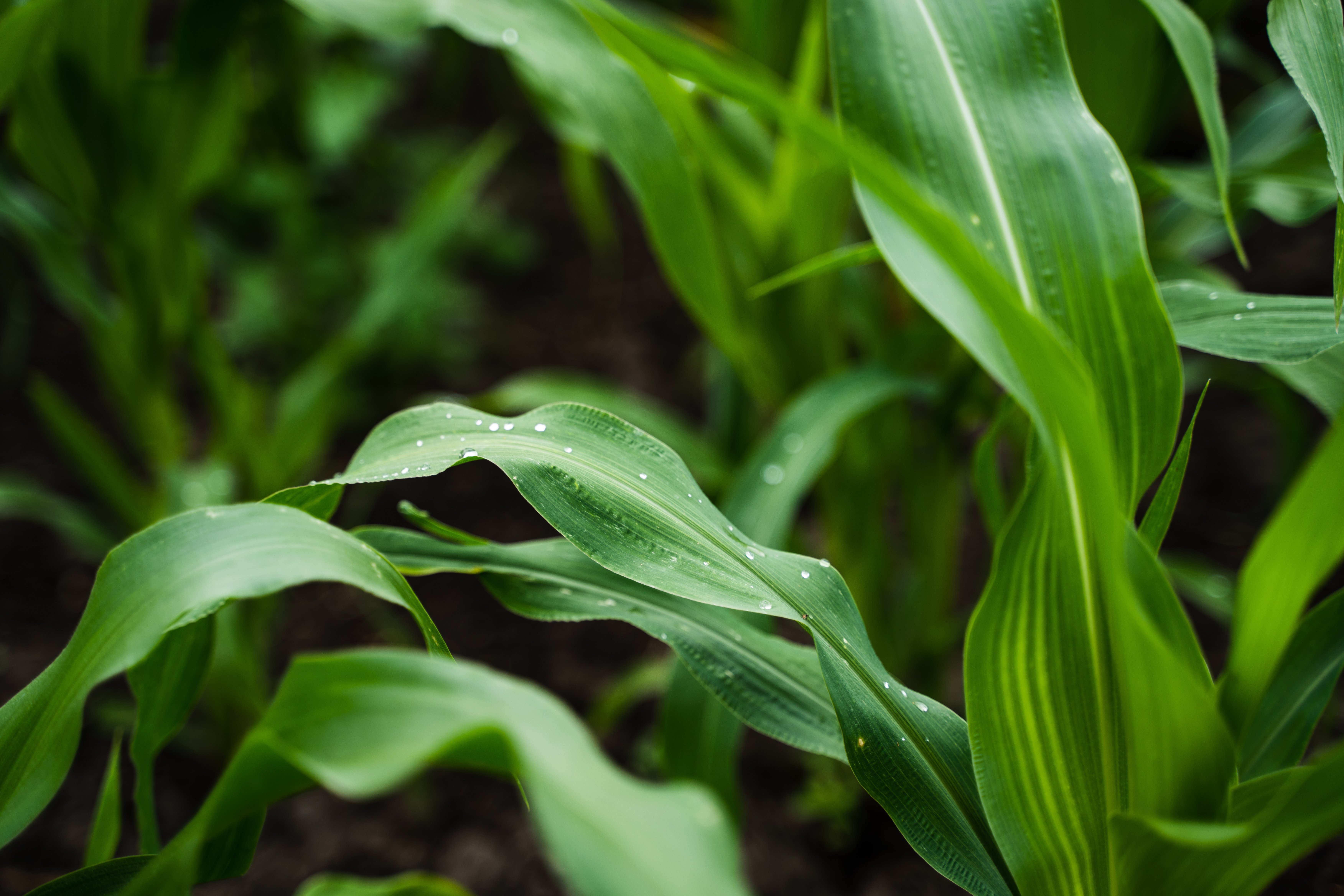 Traceability under the LSRS: what changed and what it means