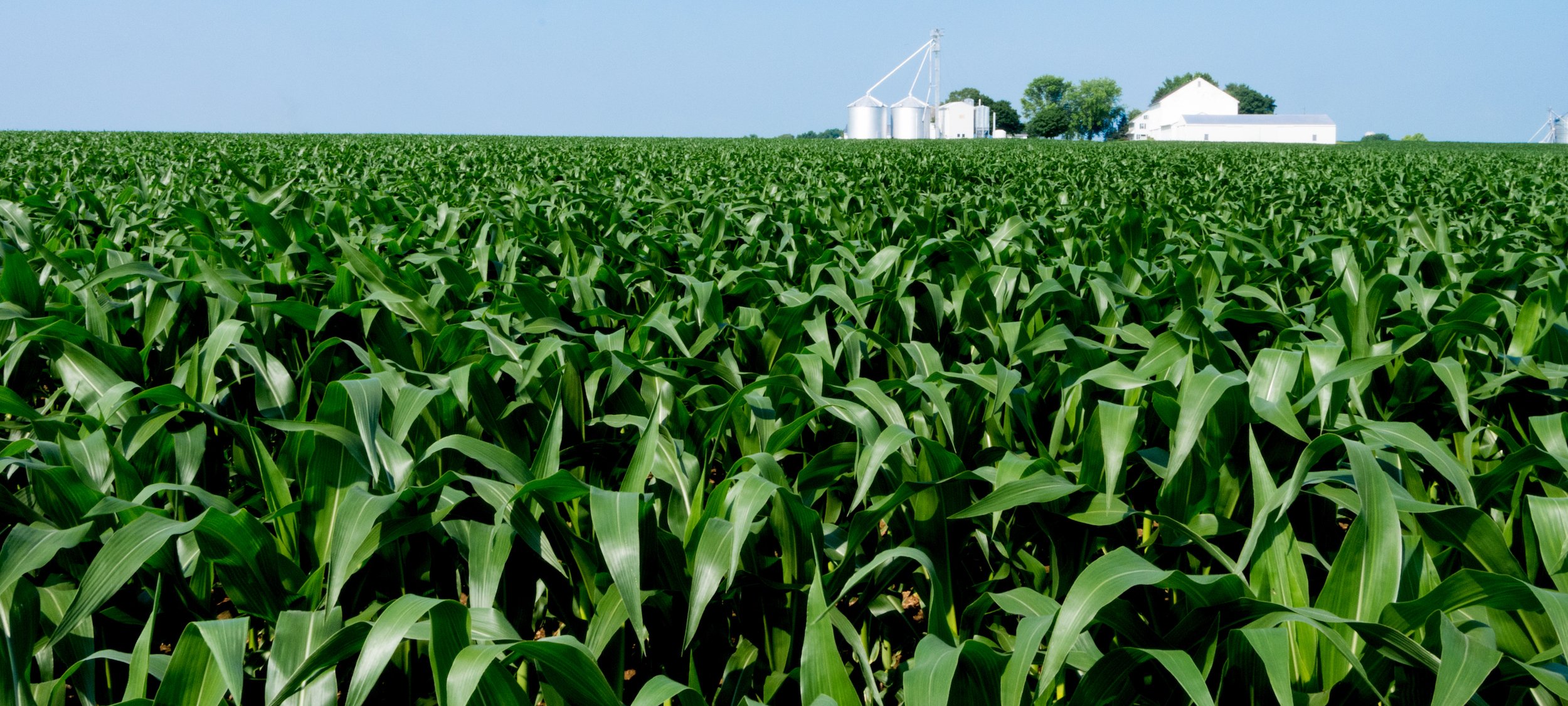 Corn_AdobeStock_94183498 v2