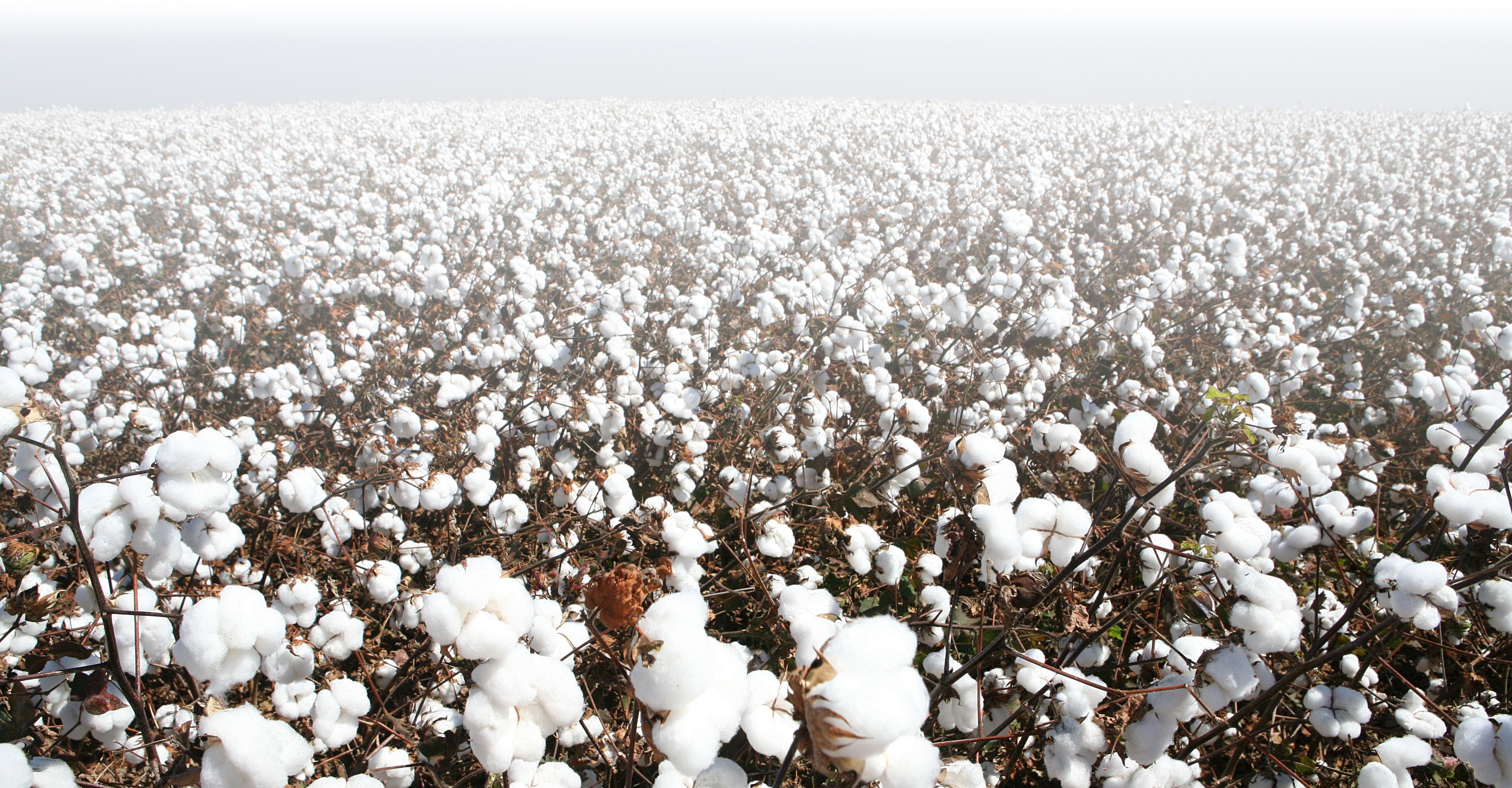 Field of cotton in bloom
