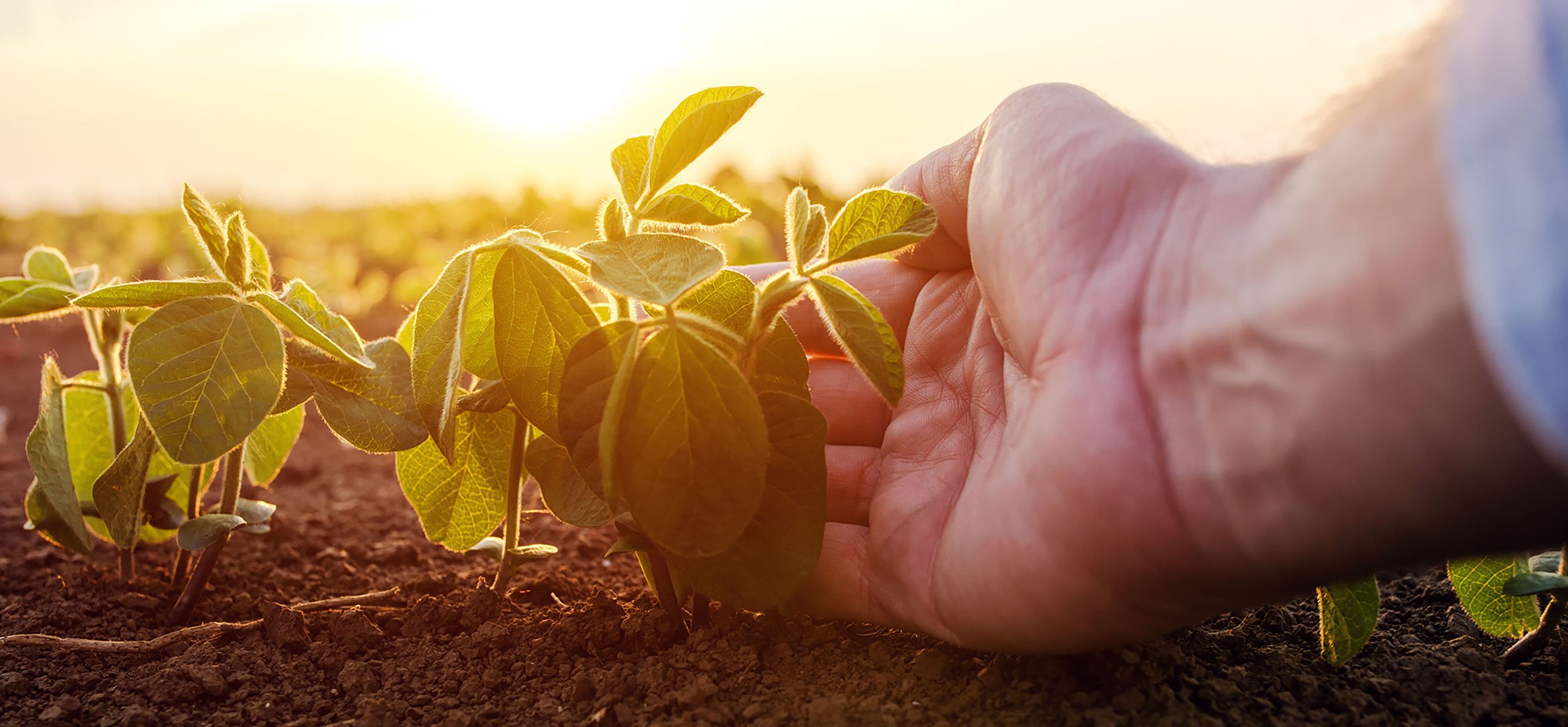 Indigo_Carbon_Soil_Testimonial2_web2-2