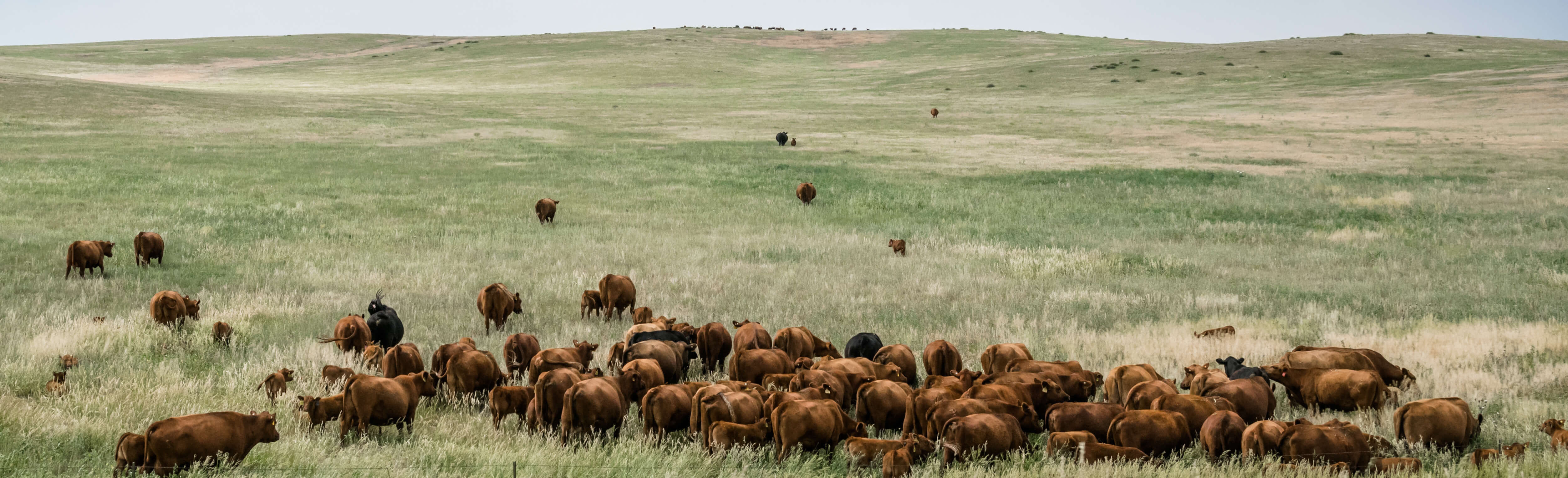 Livestock grazing-1