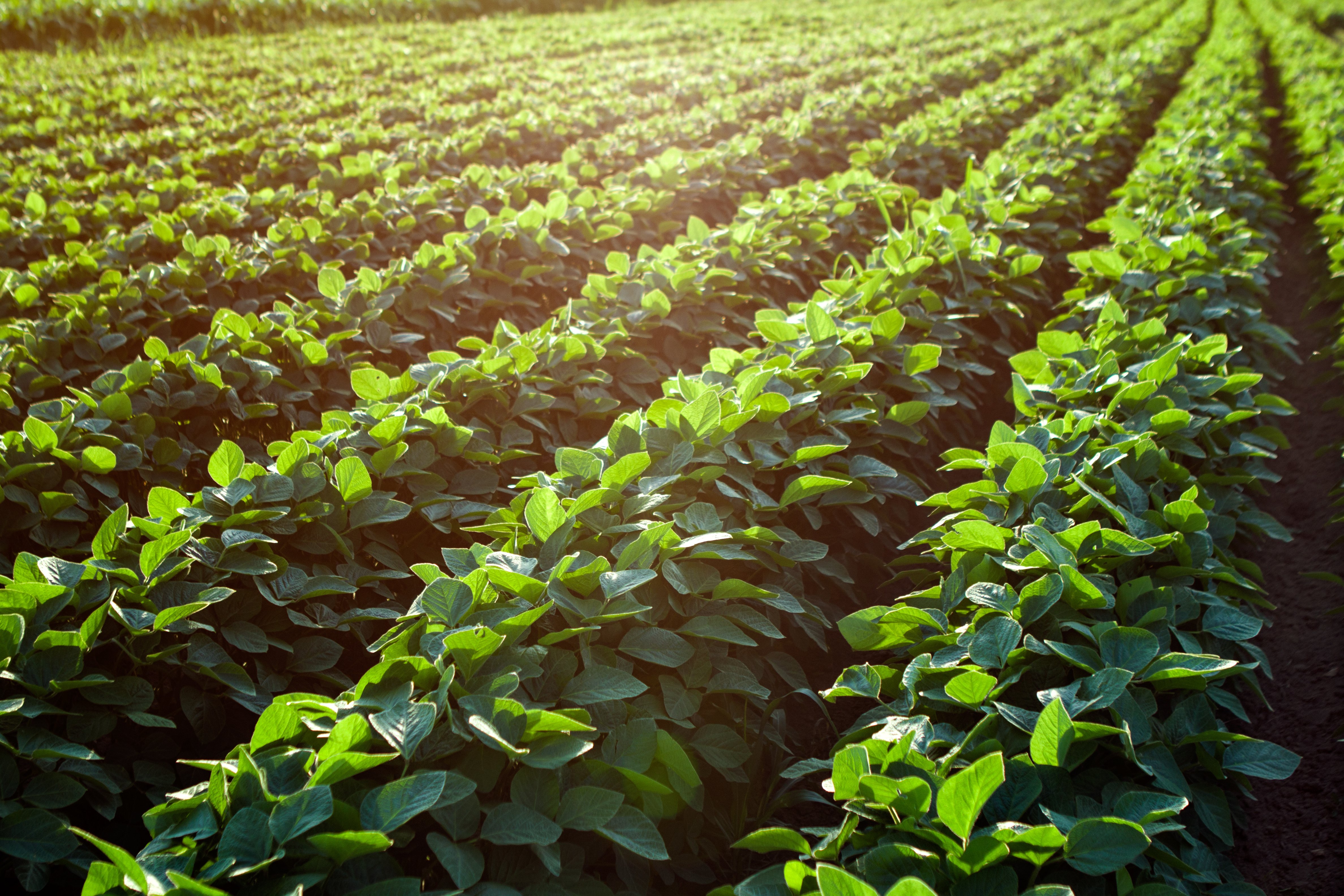 Soybean rows
