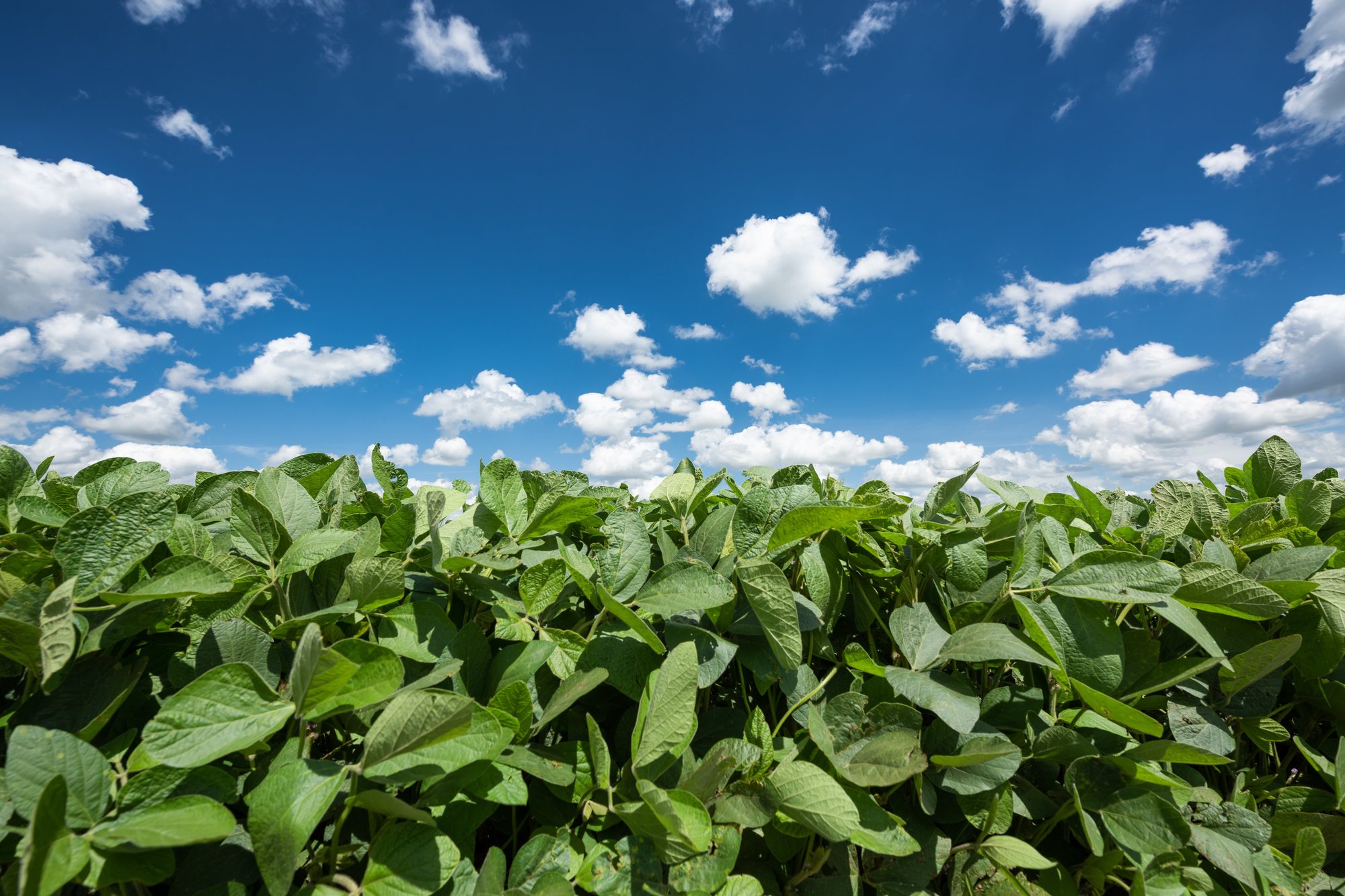 soybeans in argentina-1