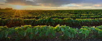 soybeans-field-1080x440