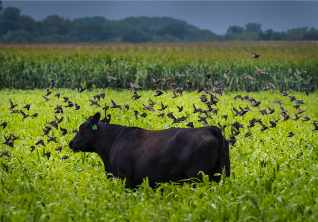  1+1=3: Driving Beef Supply Chain Resilience with Data & Outcomes