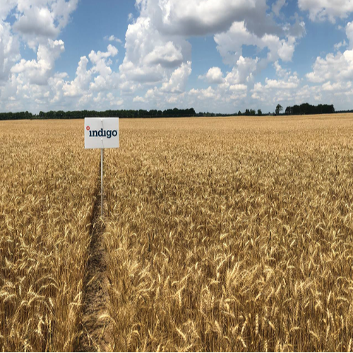 Indigo Wheat 3-1-2