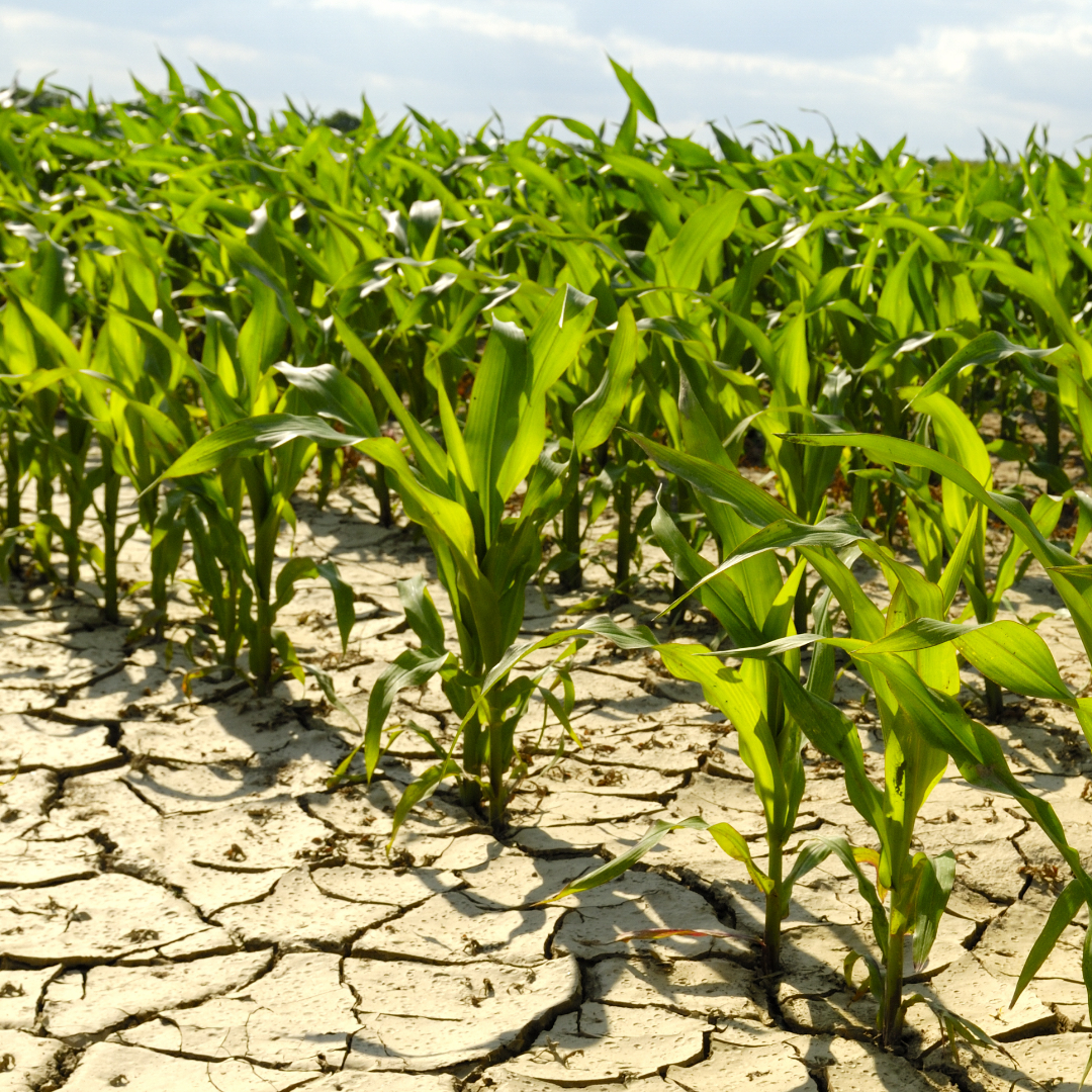 Drought in field