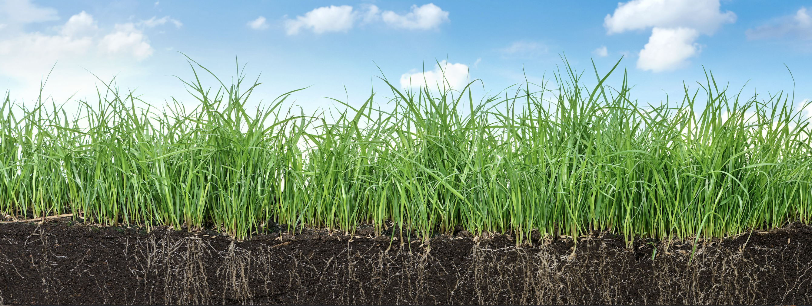 Screen Shot 2019-11-05 at 9.06.56 AM