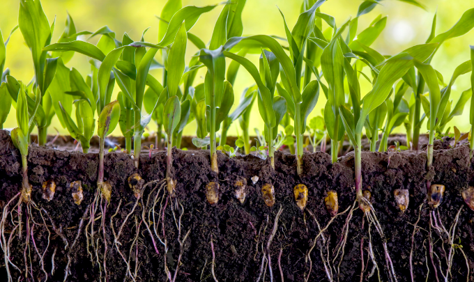 Biologicals Boost: Fight Drought, Disease, & Pests While Improving Yield with Biological Products